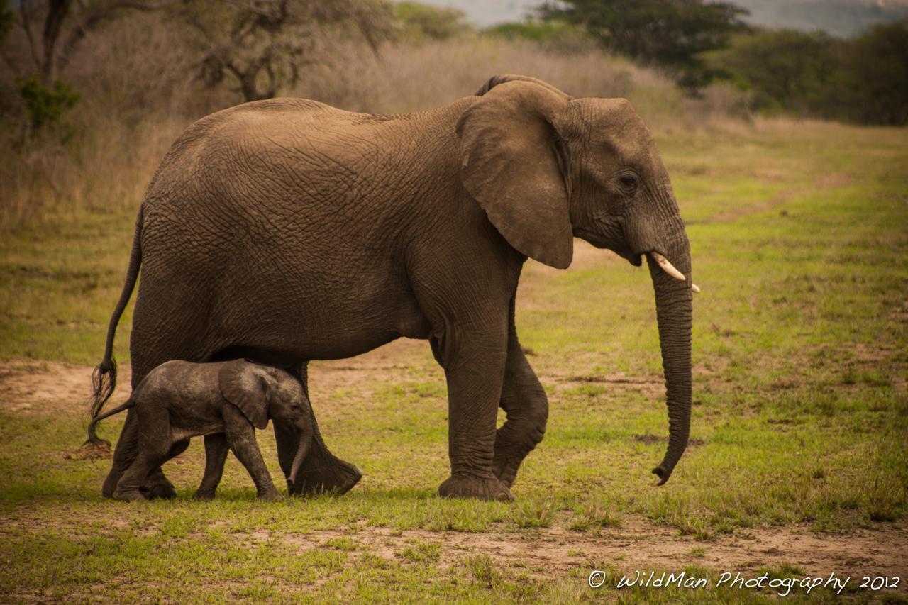 Thula Thula Exclusive Private Game Reserve & Lodge Ntambanana 外观 照片