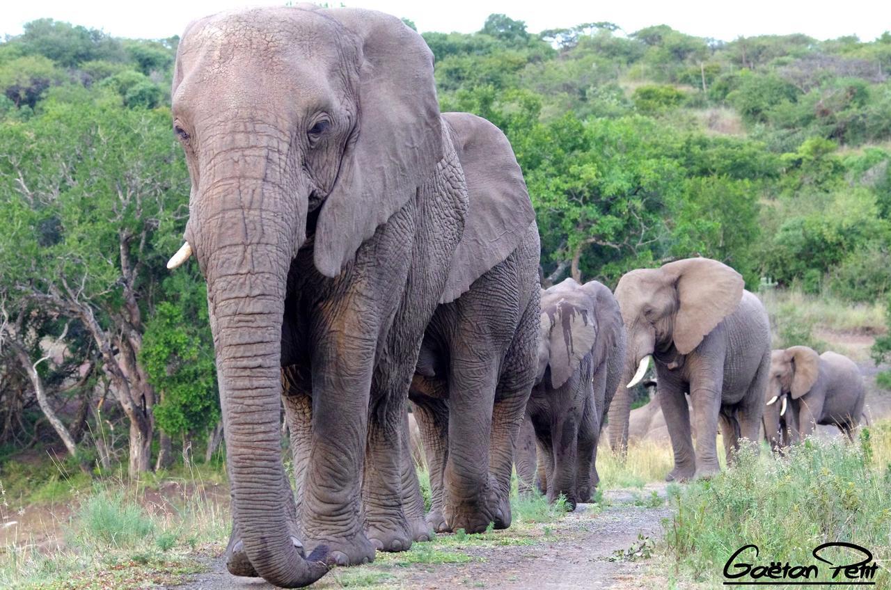 Thula Thula Exclusive Private Game Reserve & Lodge Ntambanana 外观 照片