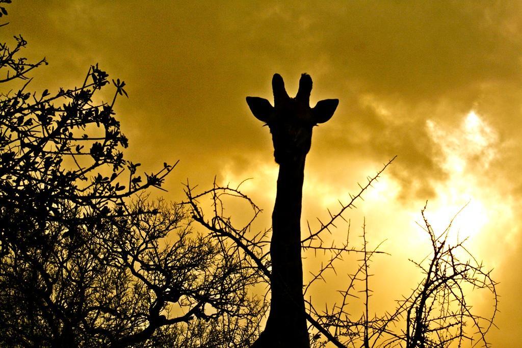 Thula Thula Exclusive Private Game Reserve & Lodge Ntambanana 外观 照片