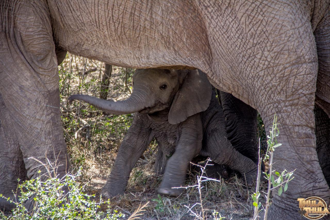 Thula Thula Exclusive Private Game Reserve & Lodge Ntambanana 外观 照片